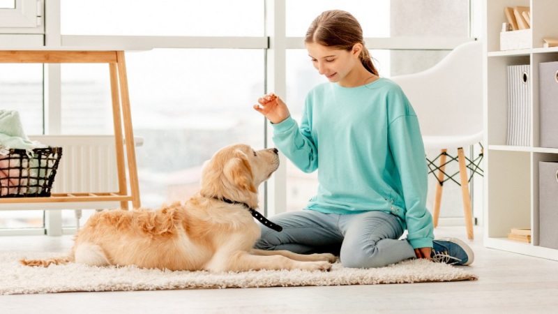 Giải đáp: Chung cư có được nuôi chó không?